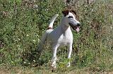 FOX TERRIER POIL LISSE 016